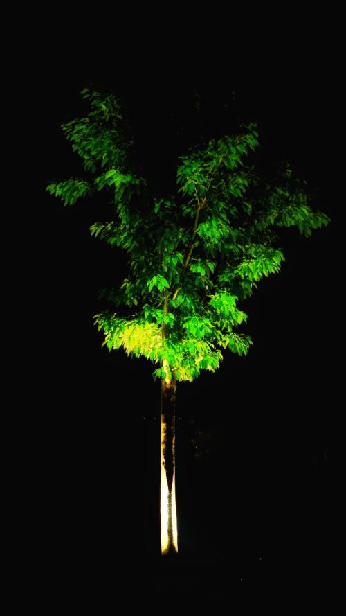 在漆黑的夜晚绽放