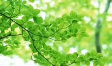 就是那一抹绿色