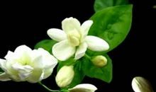 我心中的那株茉莉