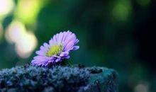 放下是一种智慧