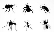 小虫子蚂蚁和蝴蝶用鸡蛋壳