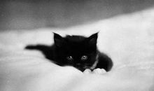 为猫打开一扇门