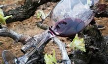 不知名的好朋友