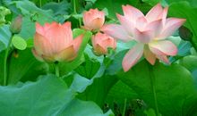 花中君子——荷花