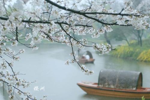 樱花雨