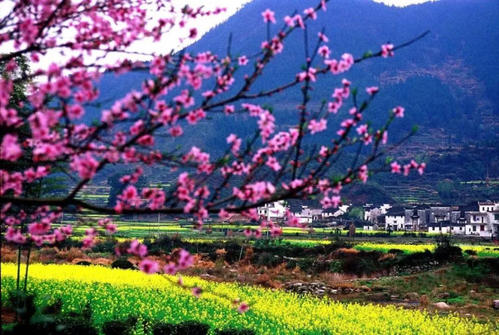 那年春天很美