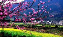 那个春天，很美