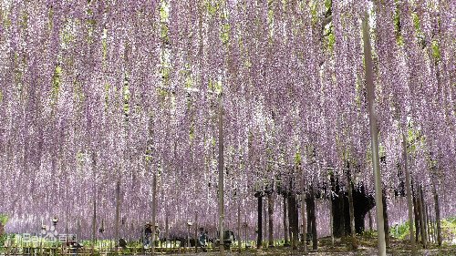 富士花园