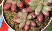 我的植物朋友作文多肉