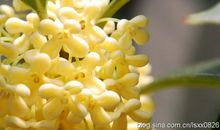 又是桂花飘香时作文400字