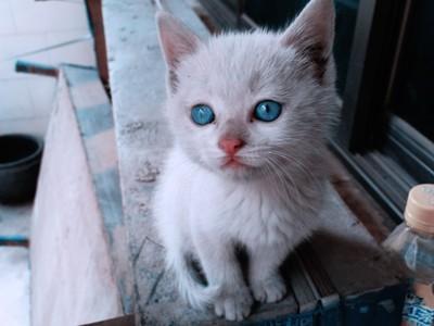 小猫的自我报告三年级作文