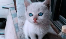 小猫的自述三年级作文