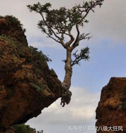 顽强的生活