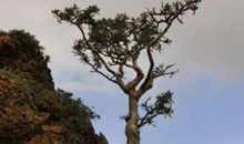 一个顽强的生命