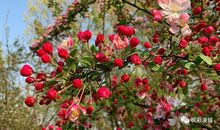 春意渐起爱正浓