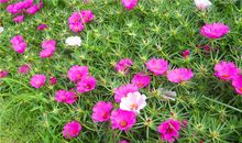 我在四季看太阳