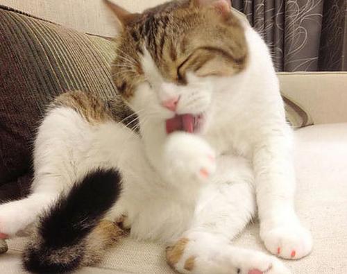 我的猫