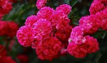 你印在我记忆深处