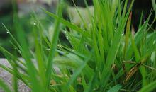 “弱小”的小草