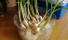 大蒜成长记日记
