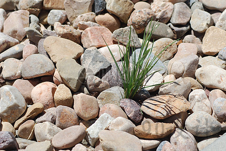 石头里的草