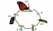 毛毛虫的“蜕变”