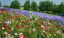 那年盛开在风雨之中的花儿