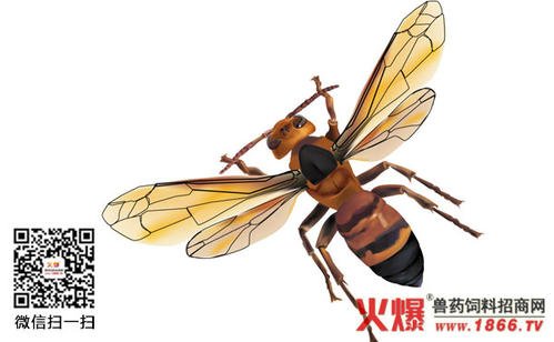 一只流浪的蜜蜂
