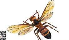 一只离群的蜜蜂