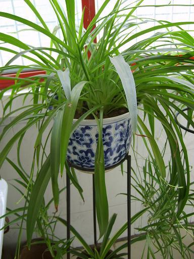 我喜欢蜘蛛植物