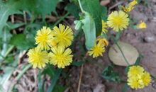 一缕春风明媚了我