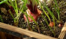 我喜欢吃的东西