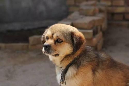 狗年说狗