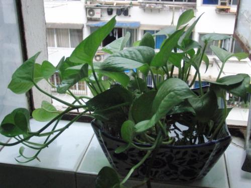 露露的启示