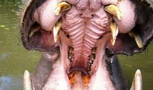 描写河马样子的作文