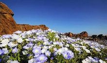 贫瘠土地上的艳丽花朵