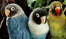 我家的鹦鹉灵灵