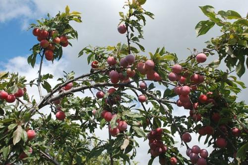 教学楼后面的小果园