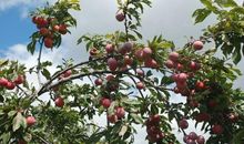 教学楼后面的小果园