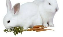 观察小白兔日记