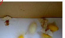 破茧而出的飞蛾