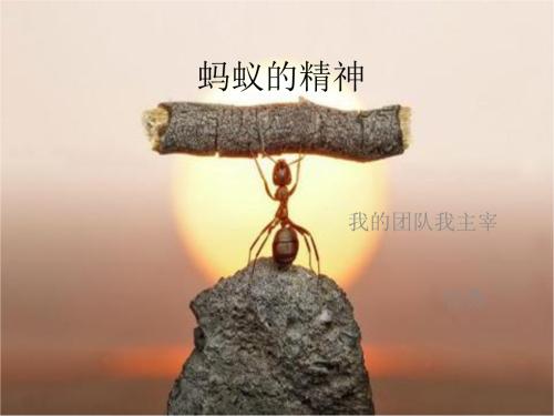 蚂蚁的团结