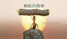 蚂蚁的团结精神
