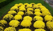 我的植物朋友菊花