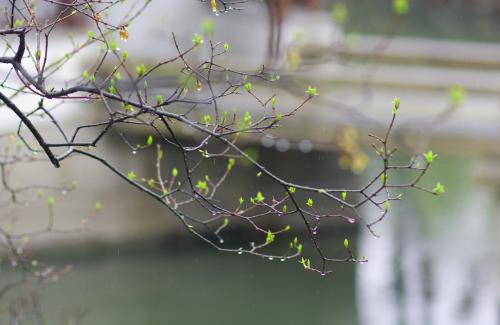 江南春雨的思想