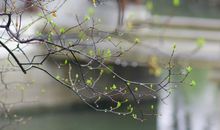 江南春雨读后感