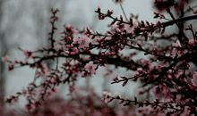 又是一年春好处