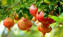 我爱小区的石榴