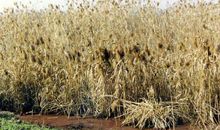 我爱家乡的芦苇