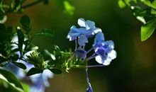 绽放于硝烟之中的那些花儿